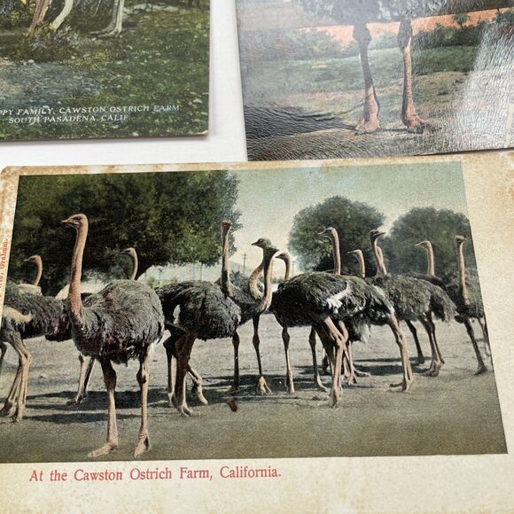 Ostrich Postcard Lot 12pcs Ephemera Paper Crafts Scrapbooking - Picture 6 of 13
